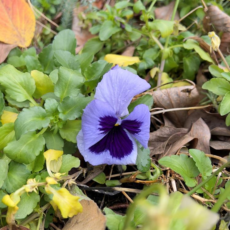  purple flower in a planter