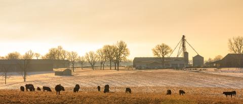 Horses grazing in early winter