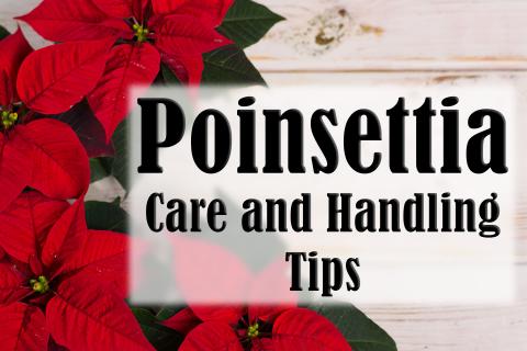 Image of a poinsettia with the headline "Poinsettia Care and Handling Tips" 